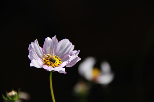 蜂花恋