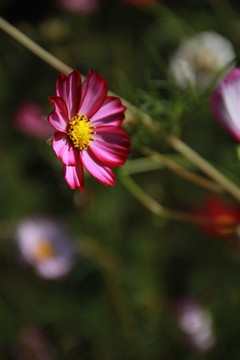 格桑花