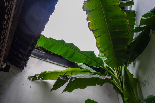 雨打芭蕉