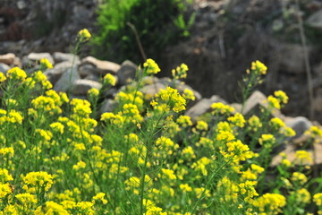 油菜花