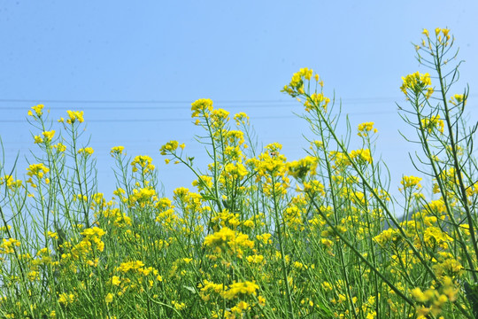 油菜花