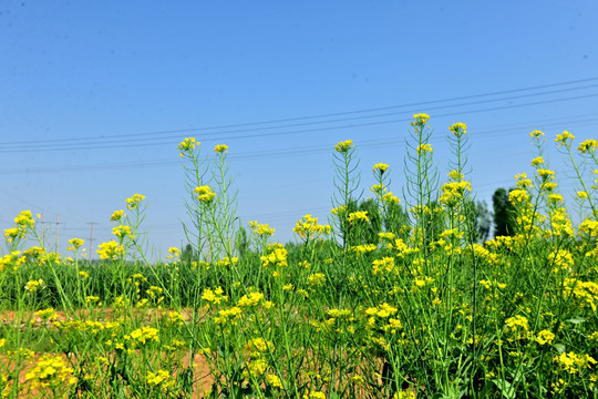 油菜花