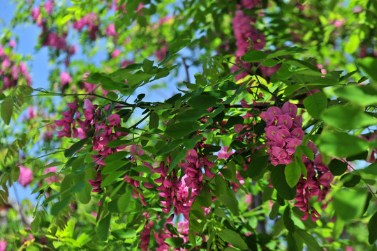 紫色槐花