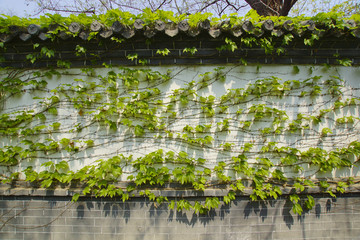 爬山虎绿色植物墙