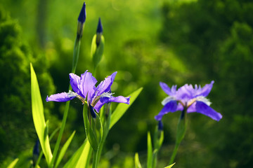 鸢尾花