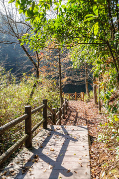 铺满落叶的山道