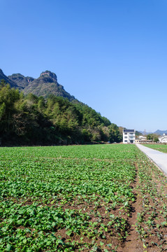 乡村青菜地