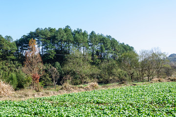 乡村青菜地