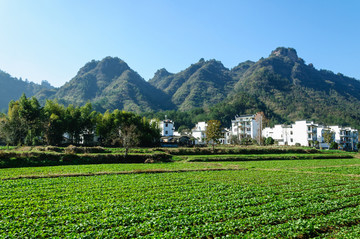 乡村青菜地