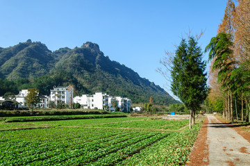 乡村青菜地