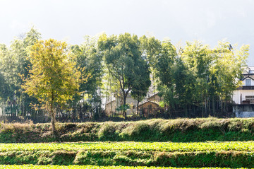 乡村青菜地