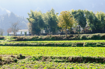 乡村青菜地