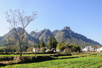 乡村青菜地