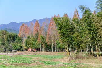 乡村青菜地