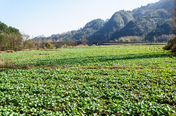 乡村青菜地