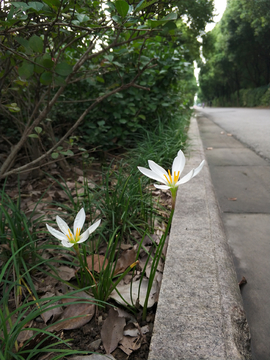 独谙芳香