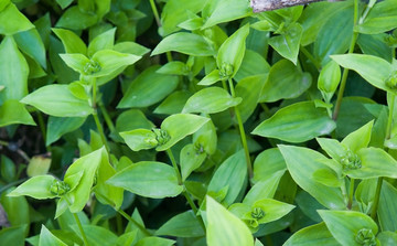 白花紫露草