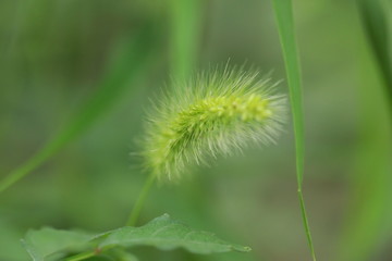 狗尾巴草特写