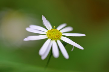 野菊花