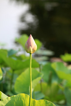 荷花