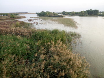 引黄济青河段