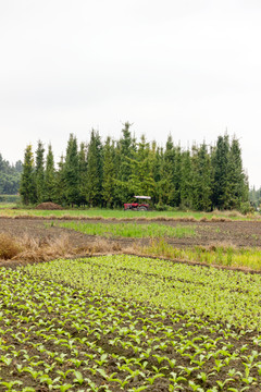 乡村风光