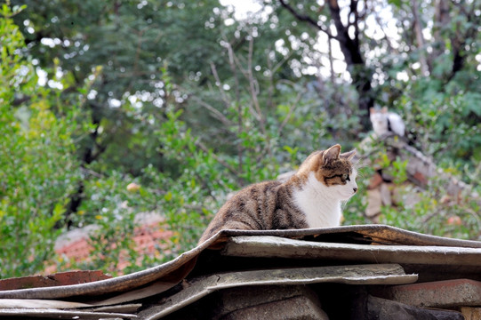 农村的猫