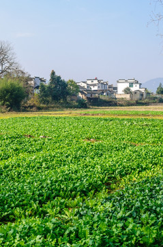 村外农田