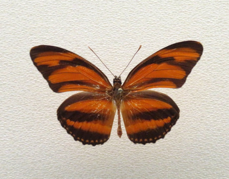 美洲环袖蝶