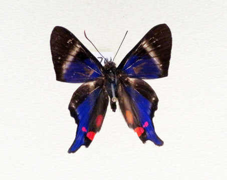 美洲闪紫松蚬蝶