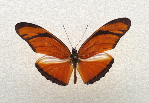 美洲丽珠袖蝶