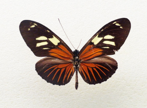 美洲巴袖蝶