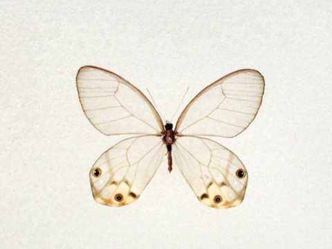 美洲显纹晶眼蝶