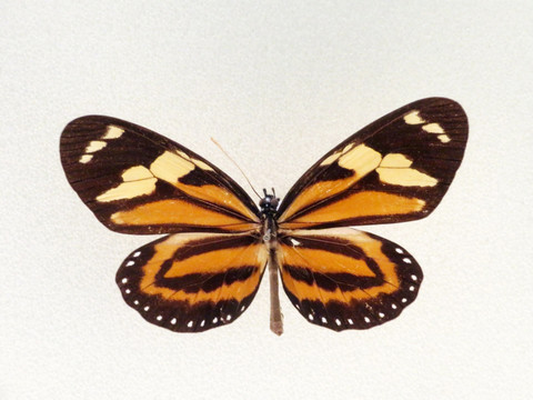 美洲柯袖斑蝶