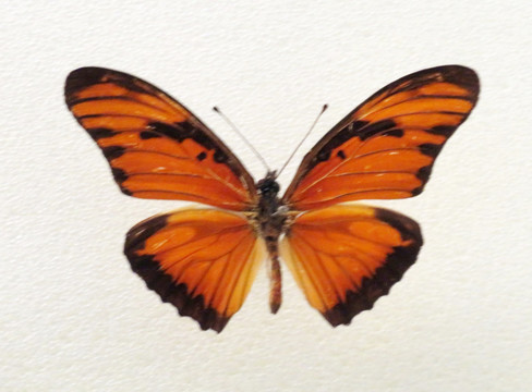 美洲香果兰袖蝶