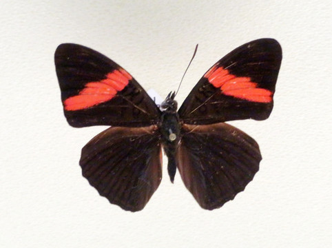 美洲红带悌蛱蝶