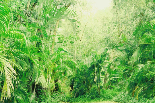 绿色丛林