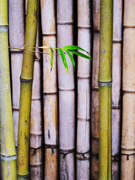 竹排与绿叶