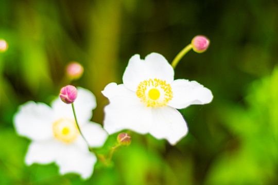 山花 野花