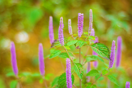 山花 野花