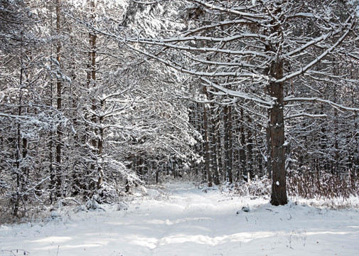 雪地森林 树挂雾凇