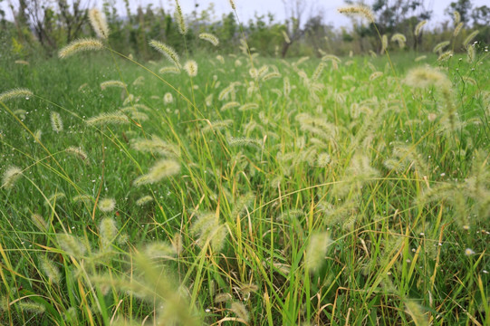 狗尾巴草特写