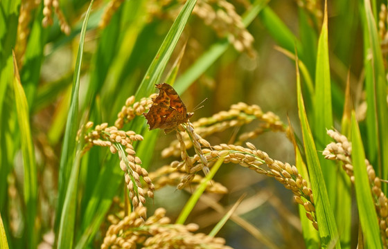 高清水稻 稻穗上的蝴蝶