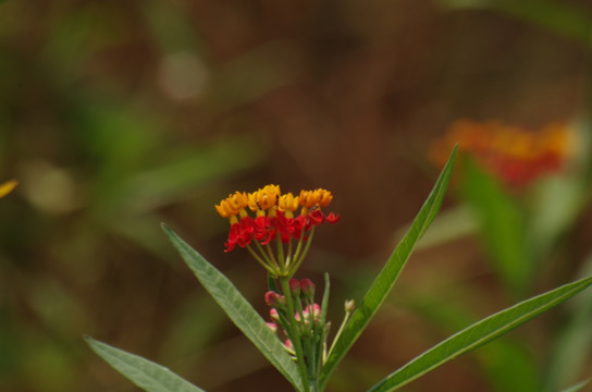 小红花