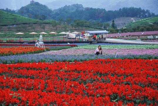 花卉基地