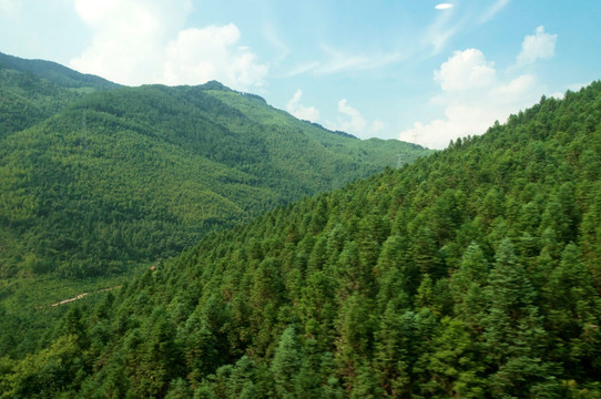 青山绿油油