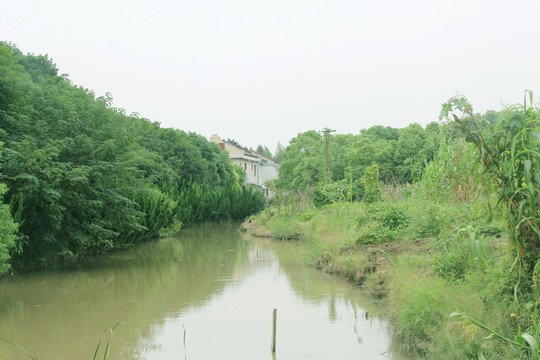 小河 小溪流 绿色植物