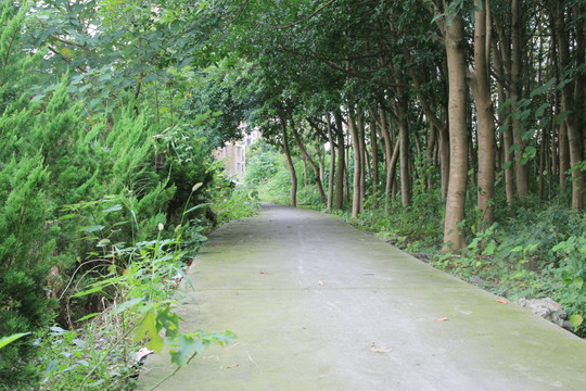 小路 山间小路