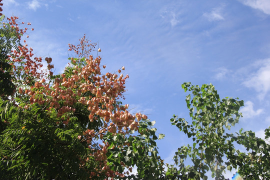 树林素材 蓝天白云 绿色植物