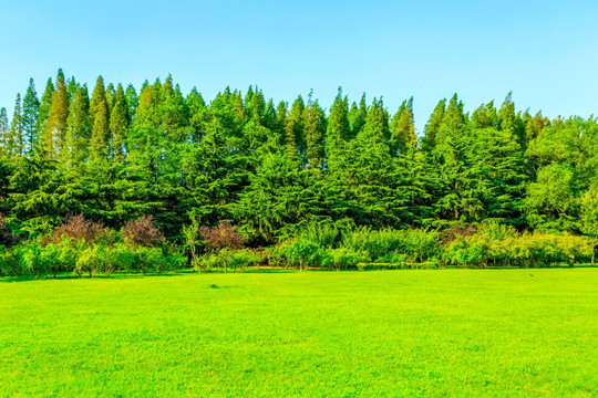 绿树林背景